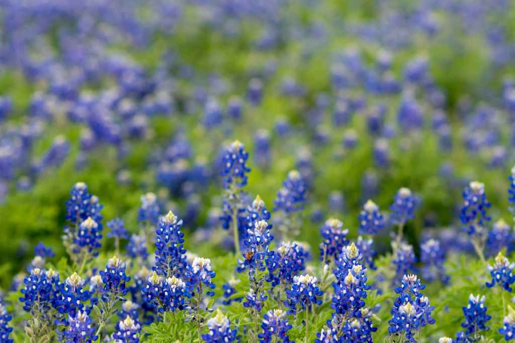 Texas' COVID response made us miss the blue-bonnets.
